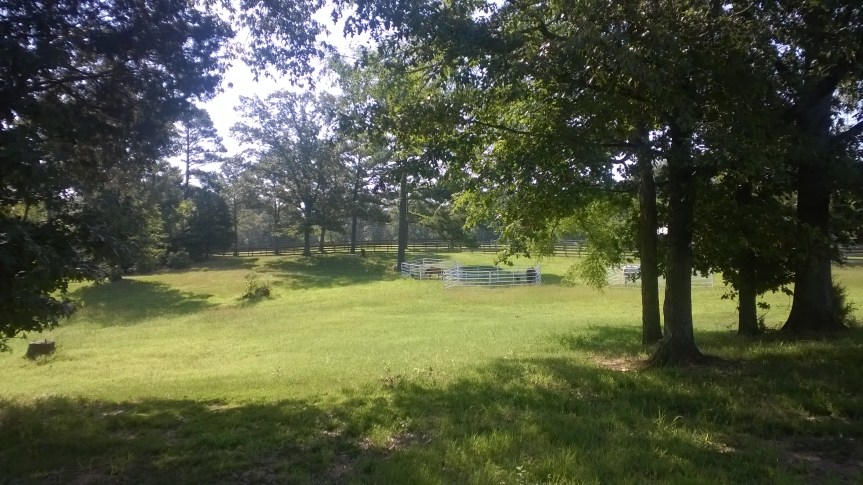 Shake ( as it appears in The Dead Mule School of Southern&nbsp;Literature)