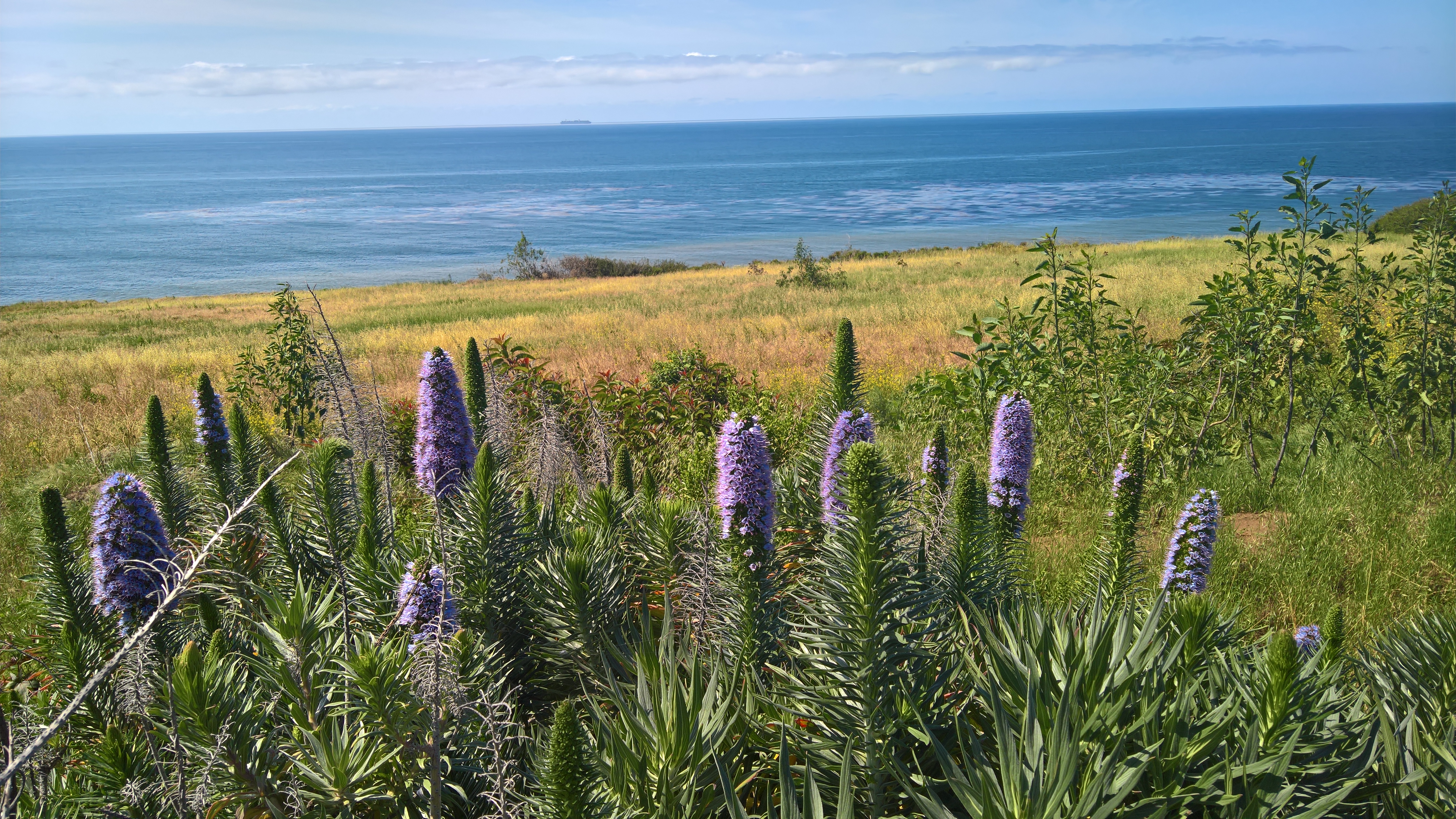 WP_20200419_10_55_55_Pro