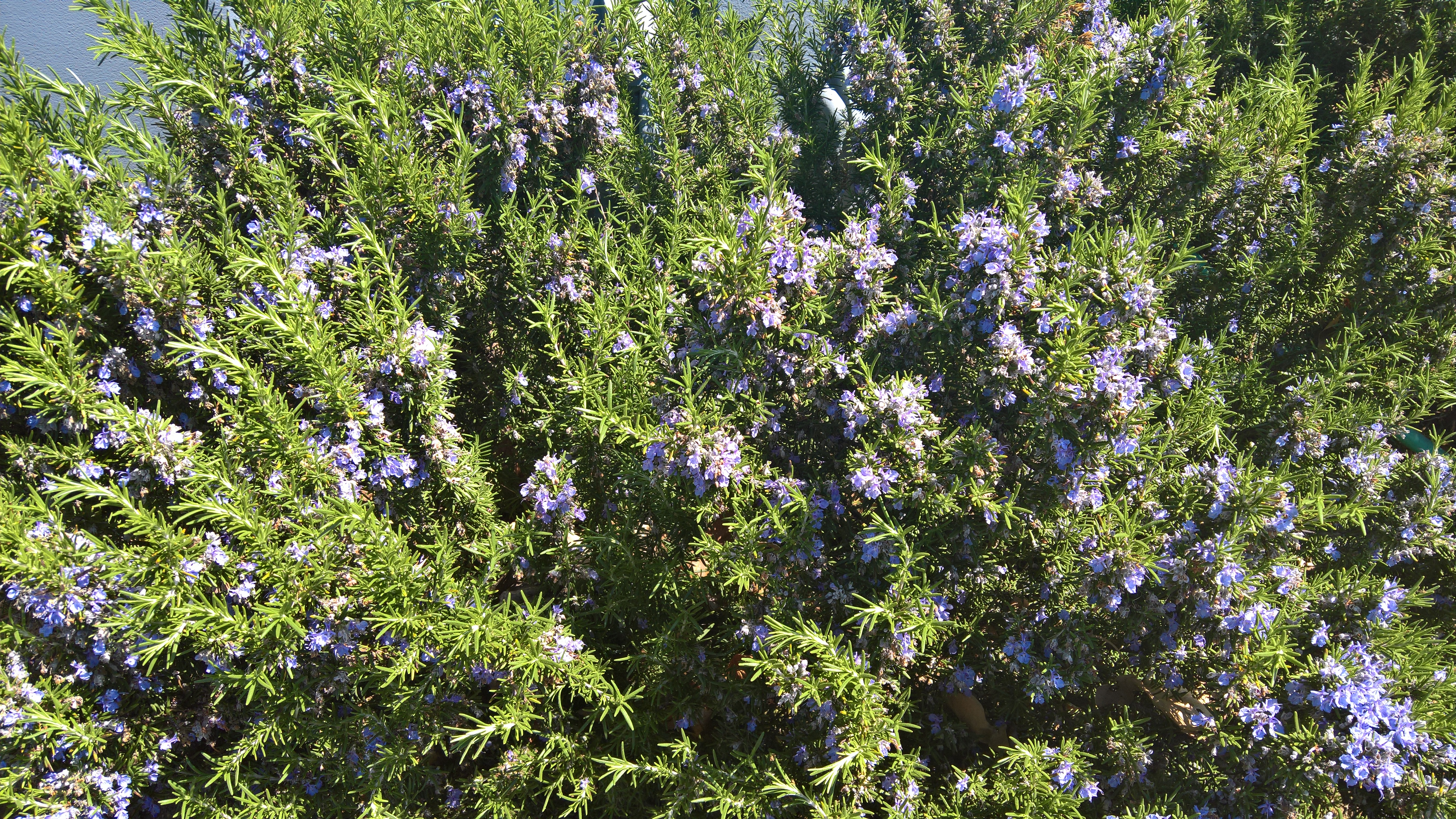 WP_20200419_11_26_56_Pro