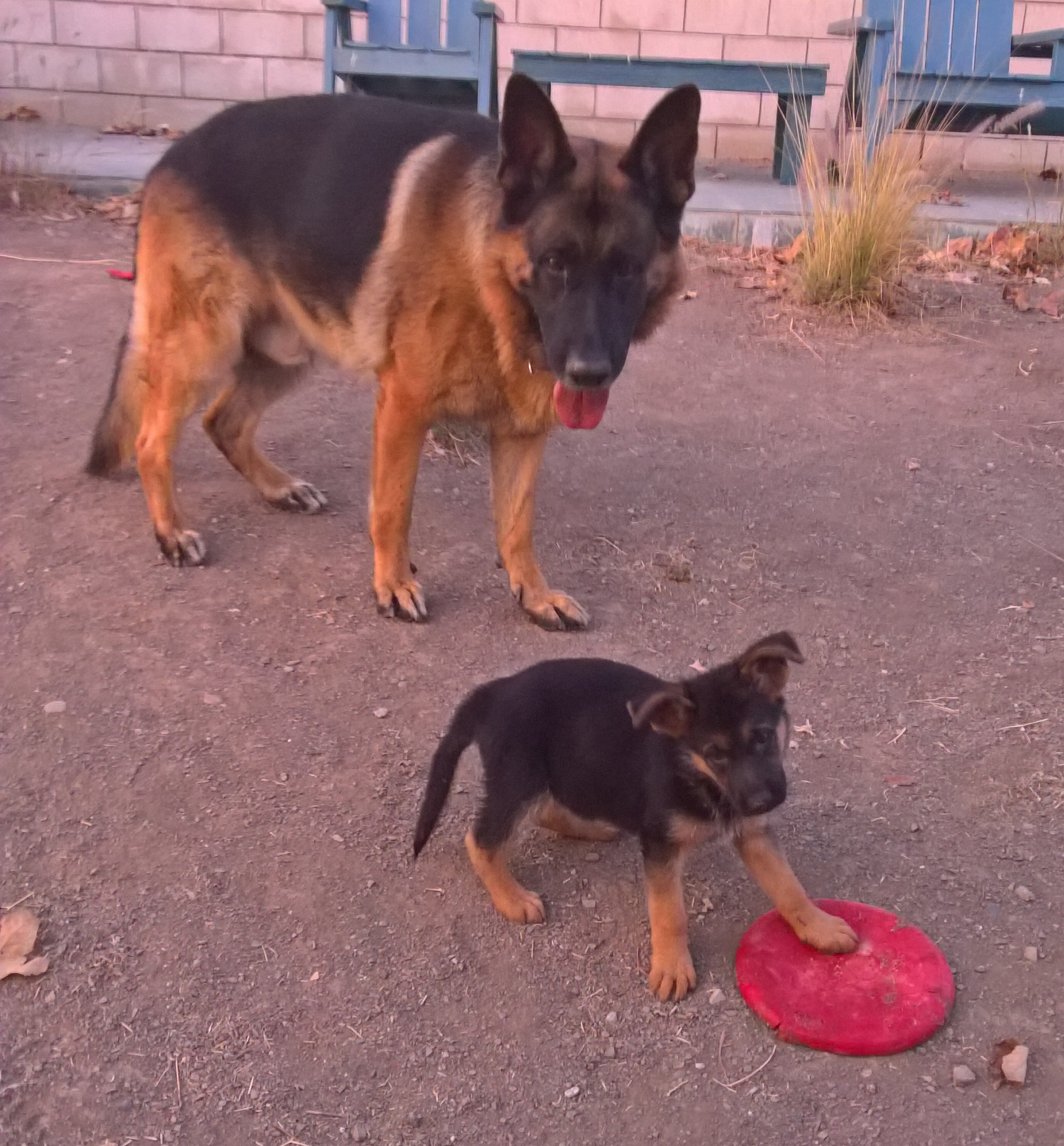 sorcha ronin frisbee