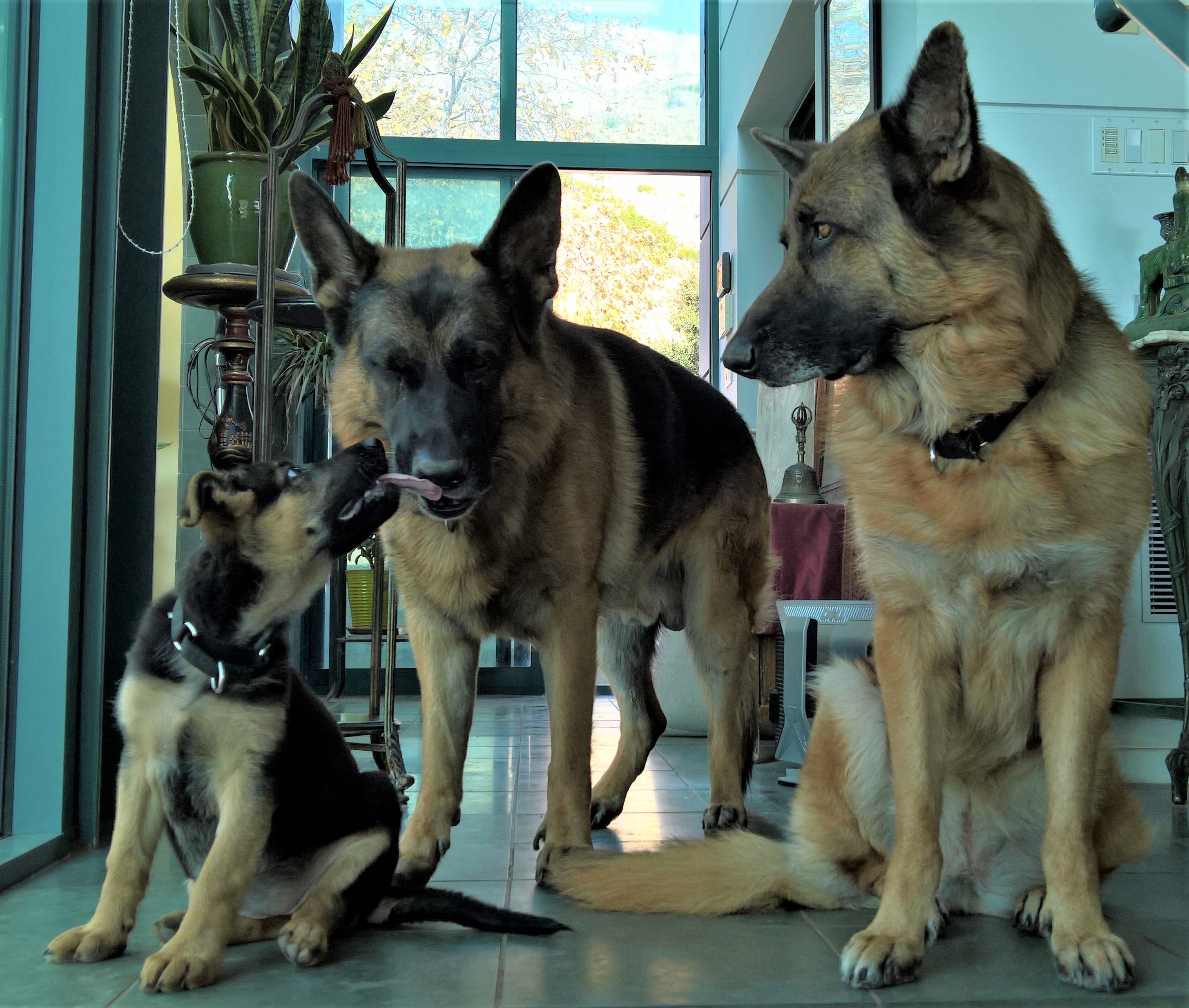 trio of gsd